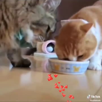 Cats lovely moments #shorts❤️❤️🥰