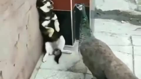 Funny animal video