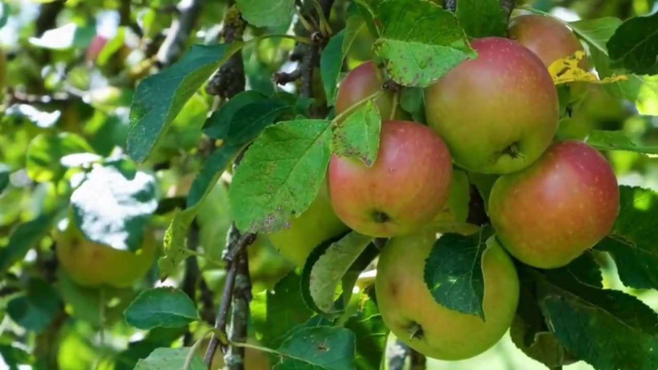 ওআকাশ কেন নীলিম তুমি, ওরাত কেন আধার তুমি