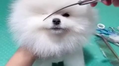 cute & funny dog