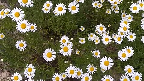 Daisies