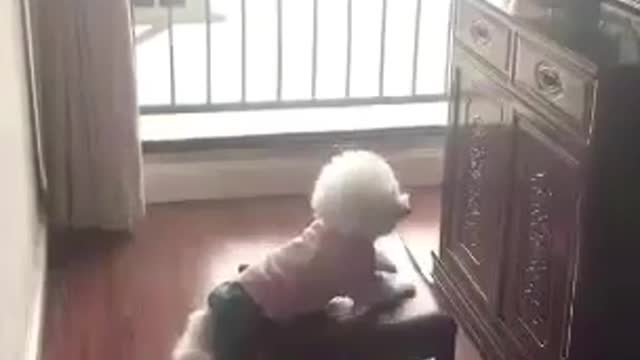 A dog that wants to eat.