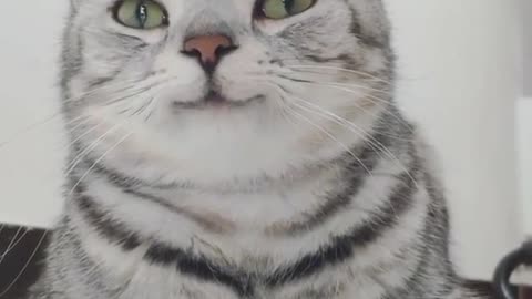 Smily adorable 😺