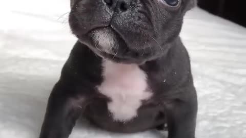 Cute puppy