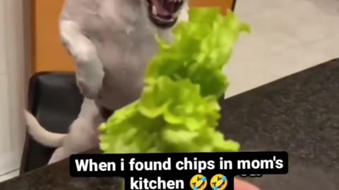 WHEN I FOUND CHIPS IN MOMS ROOM, FUNNY DOG REACTION