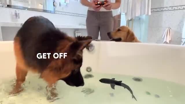 My Dogs React to GIANT Shark