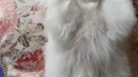 Funny animal video
