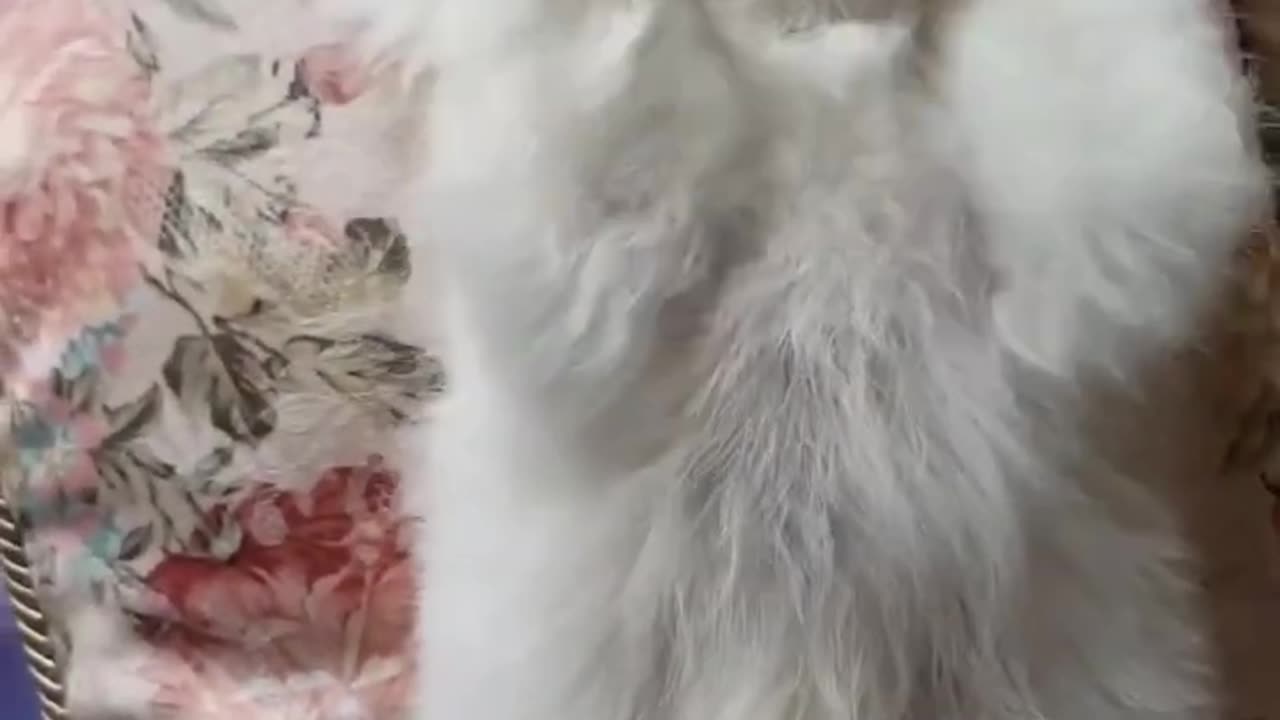 Funny animal video