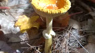 Mushroom