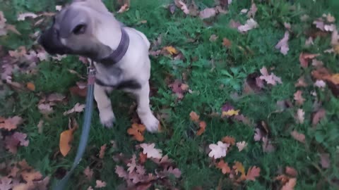 MARLY MALINOIS **stretching his little legs**