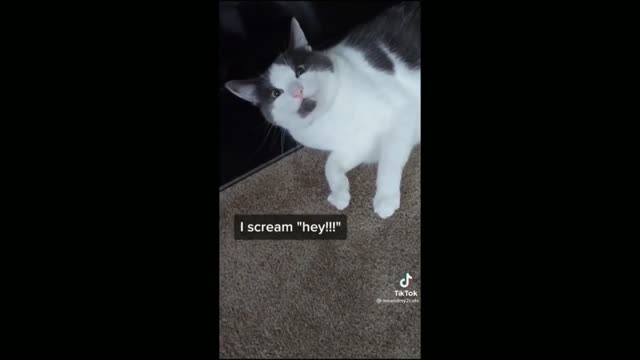Guy Singing He-Man Song To His Cat, Funny Cat Reaction - Tiktok Cats (Funny Animals #381)