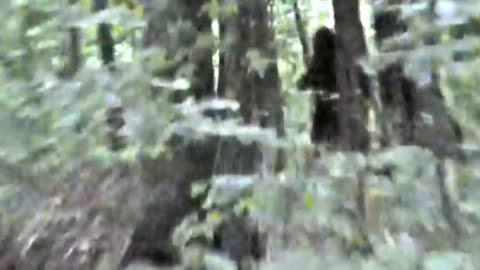 13 Scary Bigfoot Videos That Are Unexplained