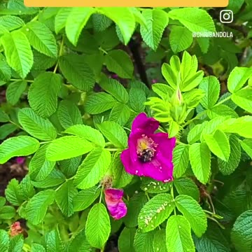 IT BETTER BEE-HAVE🐝😂