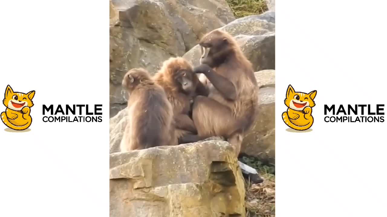 Funny Monkey and Cute Animals Videos!Cute Animals Videos!