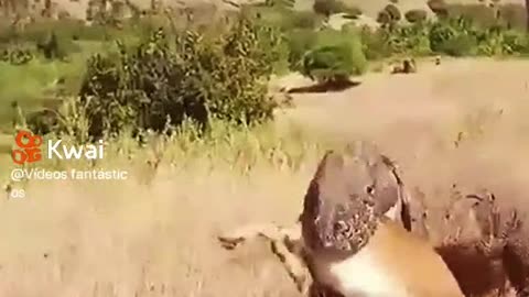 Komodo dragon attack the deer