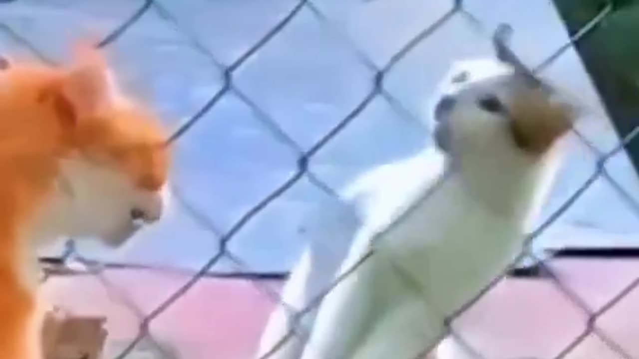 Rolling in Laughter: Cats and Dog's Best 100 Moments of Mirth Unveiled"