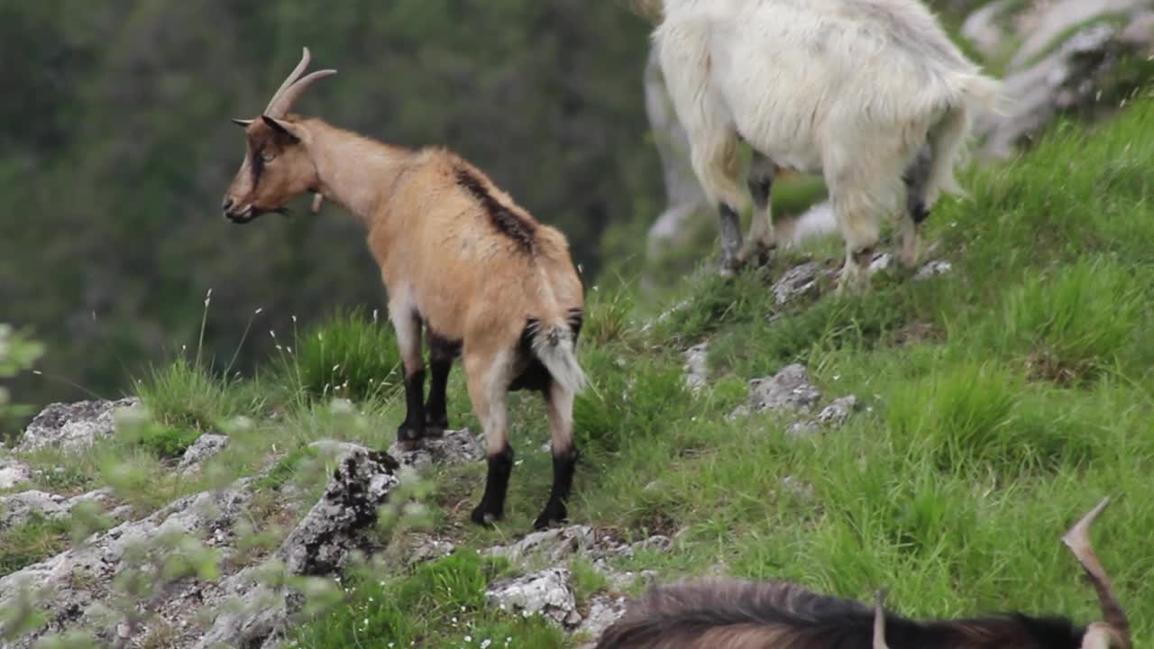Goat Animals Mountain