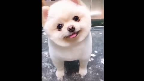 Cute dog