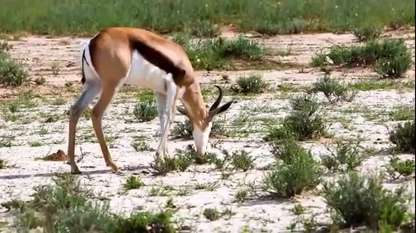 group life of wild animals