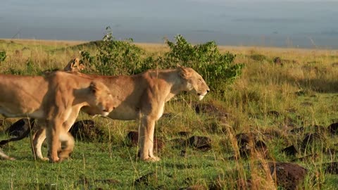 Kenya's Maasai Mara - A Story of Hope for the African Lion