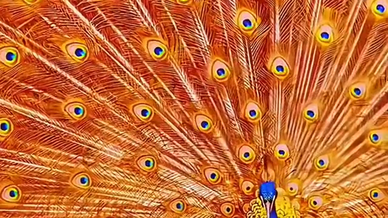 "The Majestic Peacock: A Phoenix of Colors"