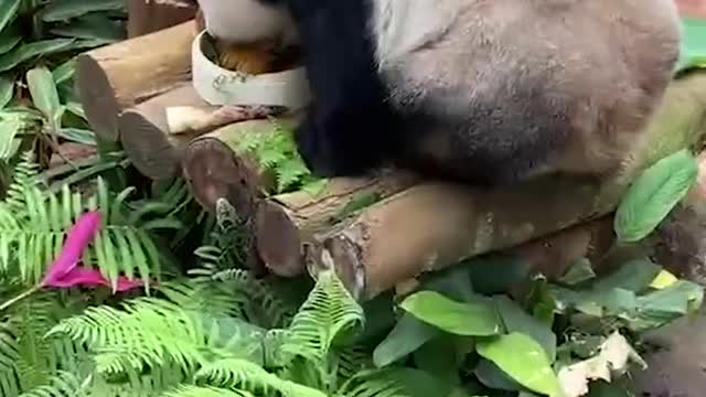 Panda eating dumplings