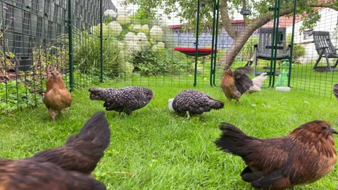 Chickens are excited about an earthworm