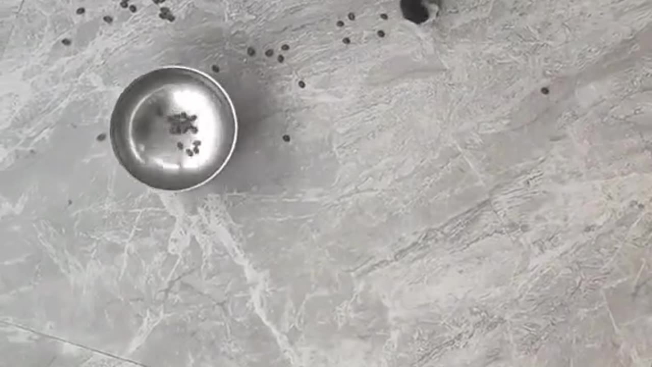They Did Them Dirty - Hunger 10/10
