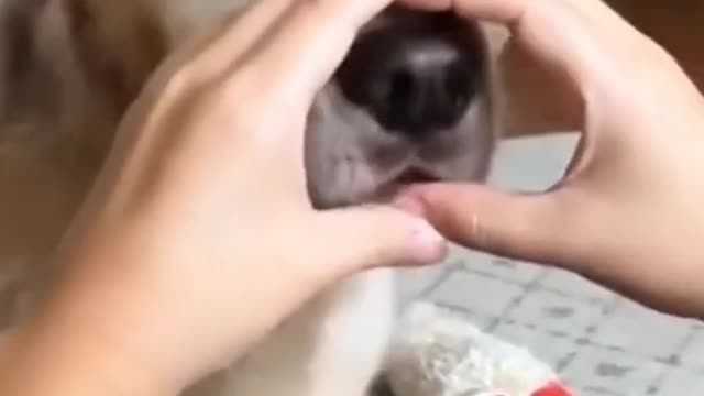 Cute Labrador Retriever dog reacting over owner's hand gestures