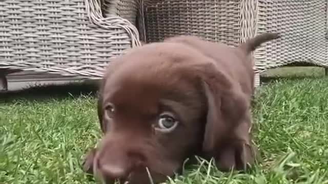 Cute dog chasing the camera