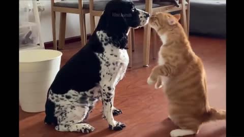 FUNNY ANIMAL VIDEOS