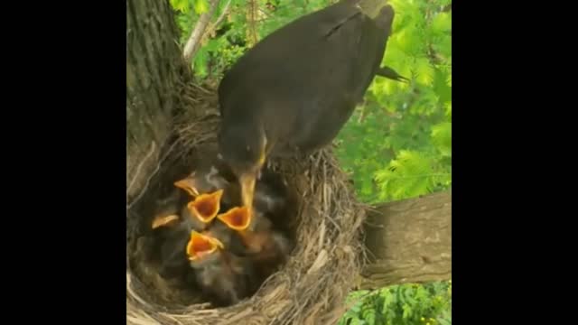 Feeding baby birds