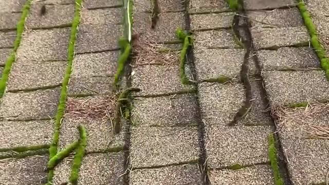 Removing Moss From Crevices Of A Roof _ Deep Cleaned _ Insider