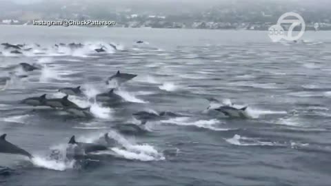 Huge pod of dolphins spotted off Laguna Beach 🐬_ ABC7