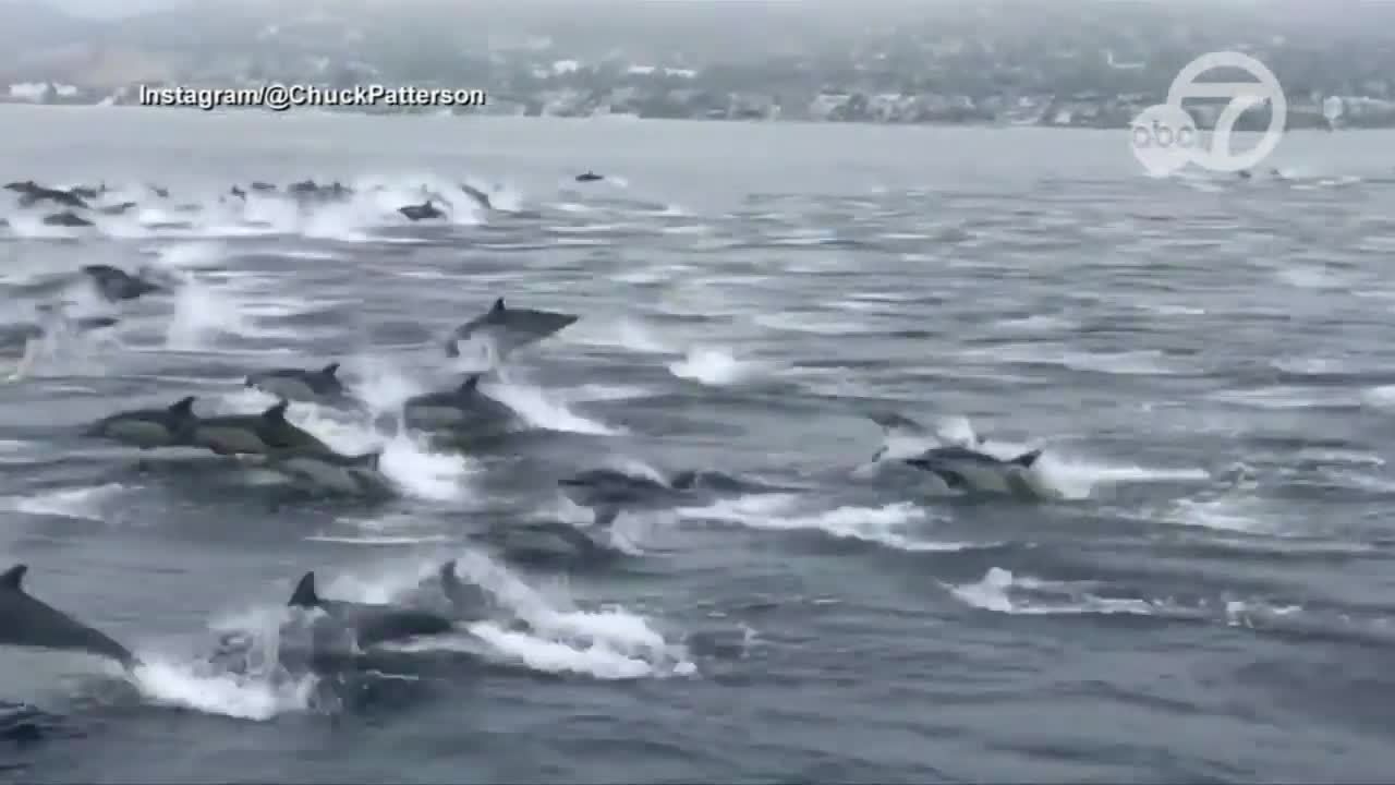 Huge pod of dolphins spotted off Laguna Beach 🐬_ ABC7