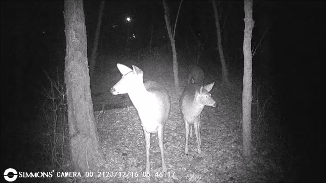 Backyard Trail Cams - Doe With Her Twins
