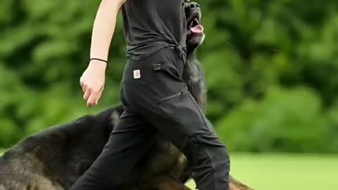 Dog training video