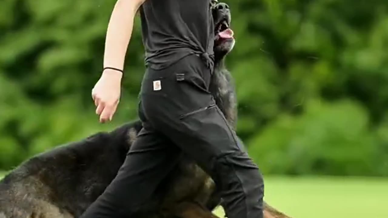 Dog training video