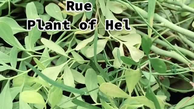 Rue is always the last plant I harvest from my gardens