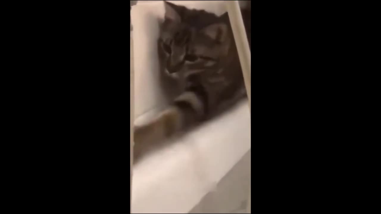 Funny cats Video