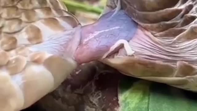 Snake mating video