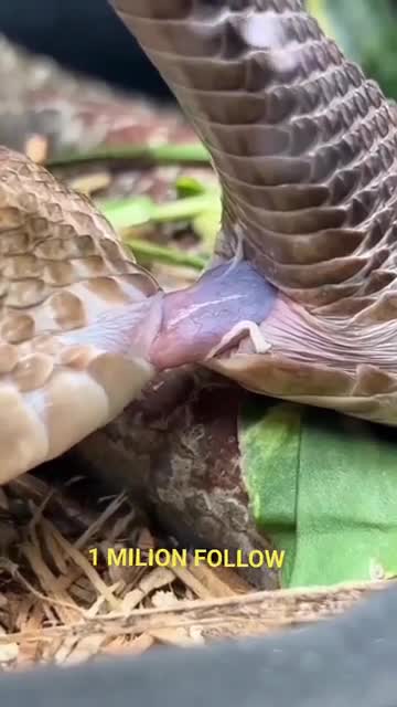 Snake mating video