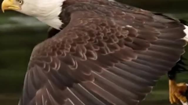 Bald eagle