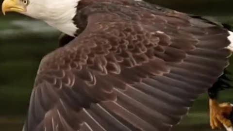 Bald eagle