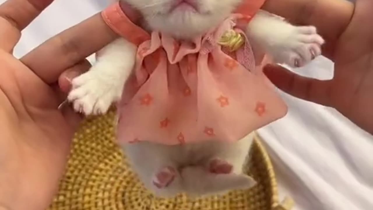 SMALL CATS FACE LOOK