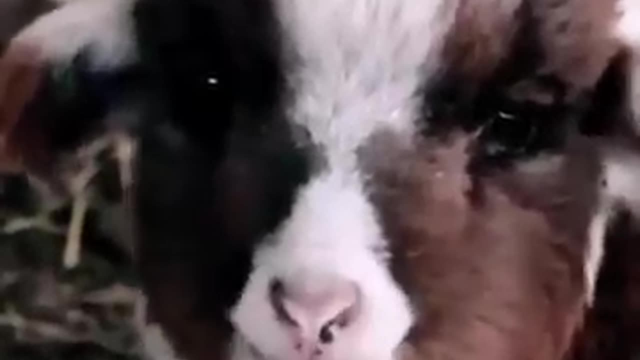 Goat babies funny sound