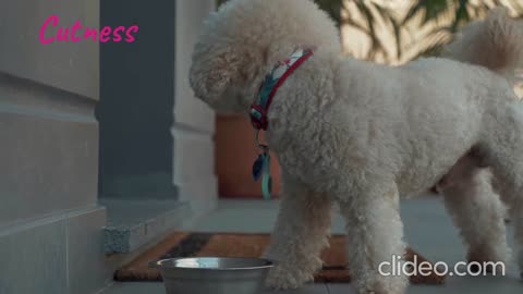 Beautiful-white dog eats food from a bowl