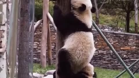 Pandas cute