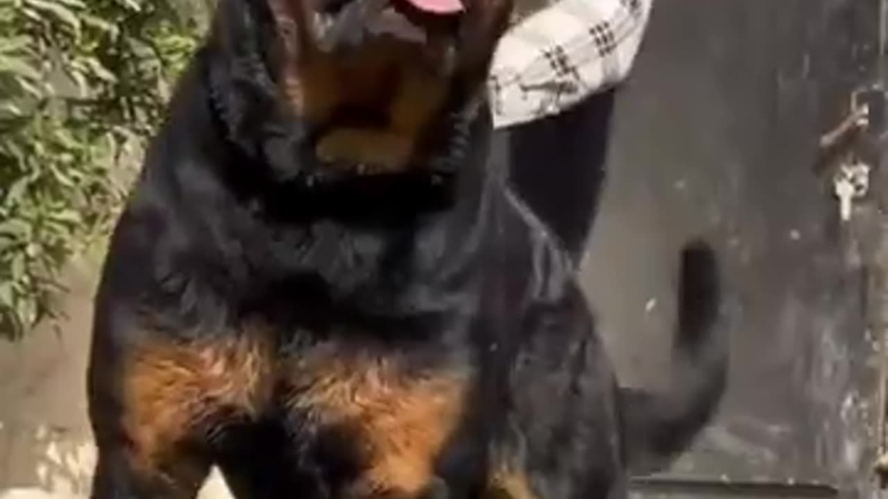 Top 5 Guard Dogs🐕for bsy people