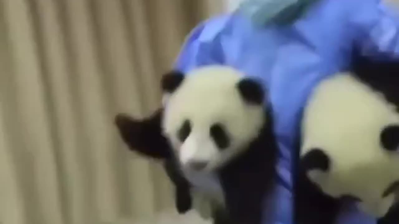 cute & funny panda 🐼😩😍 #cuteanimals #funnyanimals